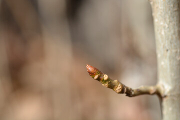 Lombardy poplar