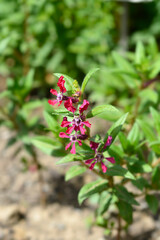 Mexican Heather Sriracha Rose