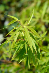Umbrella bamboo Jumbo