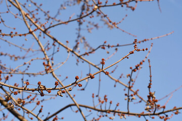 Silver maple