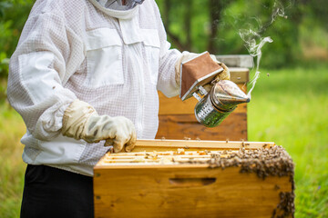 Bee smoker with beekeeper working in his apiary on a bee farm, beekeeping concept - obrazy, fototapety, plakaty