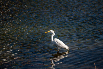 great blue heron