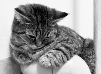 the cat lies on the pipe and thinks about the good