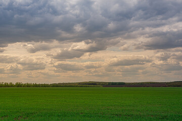Fototapeta premium Green field and dark sky before sunset.