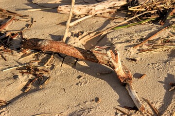 tree on the beach