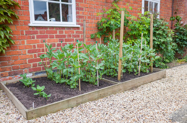 Fava bean plants growing in a vegetable plot, English garden UK