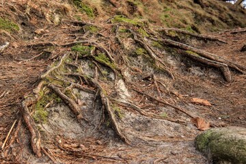 moss on the tree