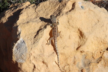 Small lizard sunning itself on a rock near the town of Denham, Western Australia.