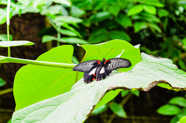 Close-up shot of a beautiful Scarlet Mormon butterfly on the green leaves in the garden