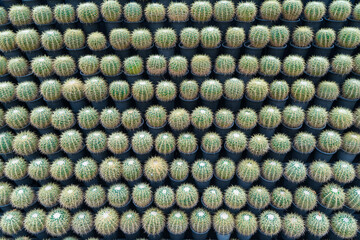 Row of cactuses in the flowerpots to hanging for vertical garden. Cactus have thorn for reduce dehydration so it is succulent plant. cactus background.