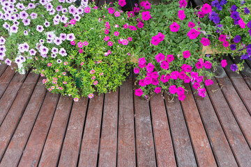 Beautiful petunias (Petunia  Hybrida) flowers is blooming for lover pink, purple petunia floras in flowerpot at the gardening park in spring time with wooden floor background.