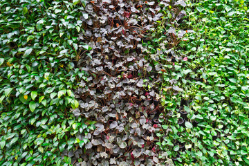 Various color leaves plant in flowerpots to decorate hanging on the wall that vertical landscaping garden, foliage natural floral plants background.