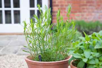 French tarragon plant, herbs growing in an English garden