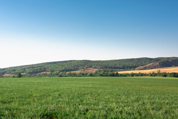 Fototapeta na wymiar Green field and hills with trees.