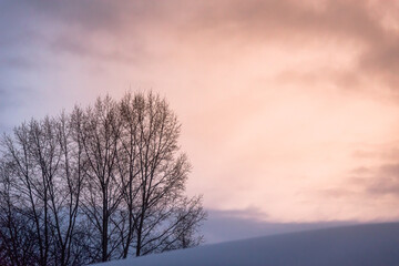 Sunset trees and snow in winter.