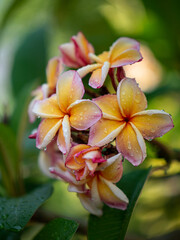 Photo of plumeria is popular flower in Thailand.