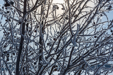 Winter trees in hoarfrost beautiful.