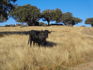 Naklejka na ściany i meble A black Avilanian cow with a bronze cowbell