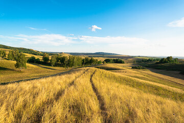 Fototapeta premium Hills with tall yellow grass and trees.