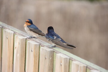 Welcome Swallow (Hirundo neoxena) perched on a fence near Denham, Coral Coast, Western Australia.