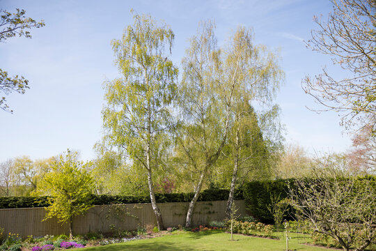 Garden with silver birch trees in spring, UK
