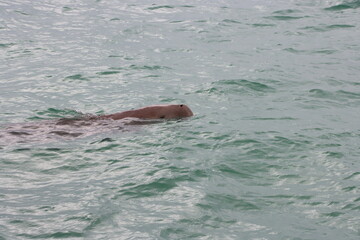 Fototapeta premium Dugong (Dugong dugon) or 