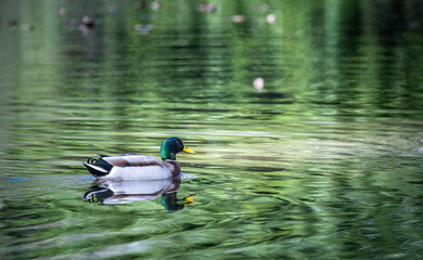 Duck in the lake
