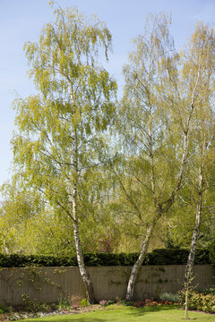 Silver birch, garden trees in spring, UK