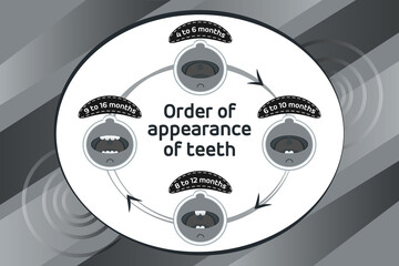 Baby first teeth. Children Order of appearance of teeth. Dental Teeth timing of their appearance. Dental milk tooth. Black and white vector illustration.