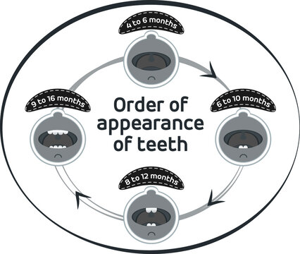 Baby first teeth. Children Order of appearance of teeth. Dental Teeth timing of their appearance. Dental milk tooth. Black and white vector illustration.
