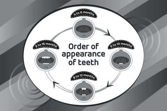 Baby first teeth. Children Order of appearance of teeth. Dental Teeth timing of their appearance. Dental milk tooth. Black and white vector illustration.