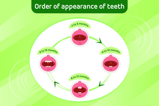 Baby first teeth. Children Order of appearance of teeth. Dental Teeth timing of their appearance. Dental milk tooth. Vector illustration.