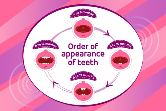 Baby first teeth. Children Order of appearance of teeth. Dental Teeth timing of their appearance. Dental milk tooth. Vector illustration.