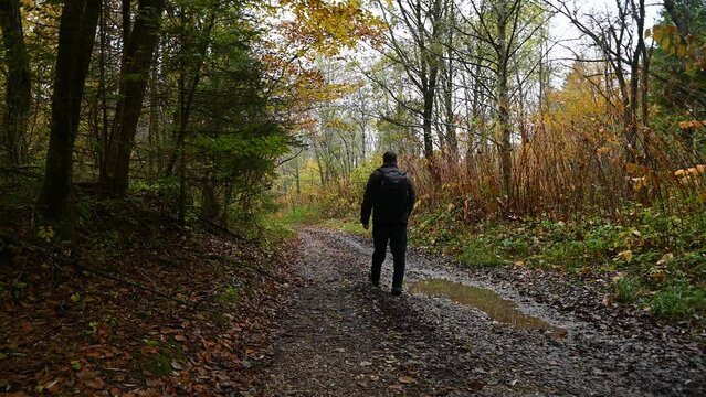 Adult person walking in autumn forest. Hiker alone in pristine woods. Colorful fall season. Forest countryside road or path. Static shot, real time