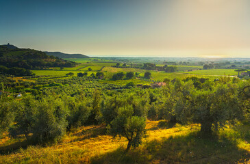 Fototapeta na wymiar Castagneto Carducci panoramic view and Bolgheri vineyards. Maremma, Tuscany, Italy