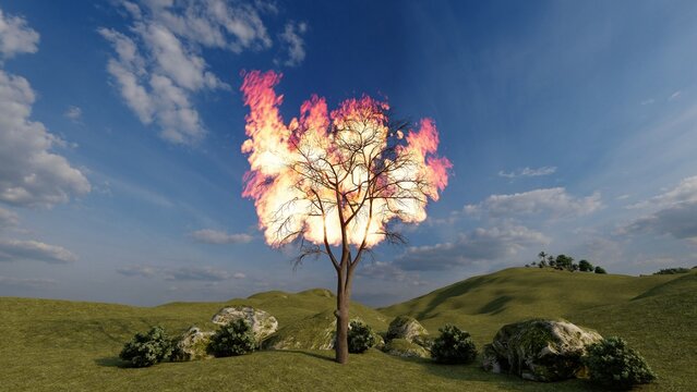 fire tree