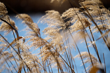 池の畔に生えてる芒。
