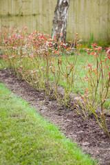 Rose hedge in UK garden in winter. Shrub roses.