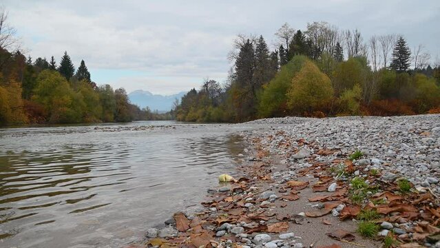 Low angle view of Sava River flowing downstream in pristine nature in Slovenia. River bank is covered with colorful leaves. Autumn or fall season. Gravel shore. Static shot, real time