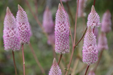 Purple Mulla Mulla in the Cape Range National Park near the town of Exmouth in Western Australia.