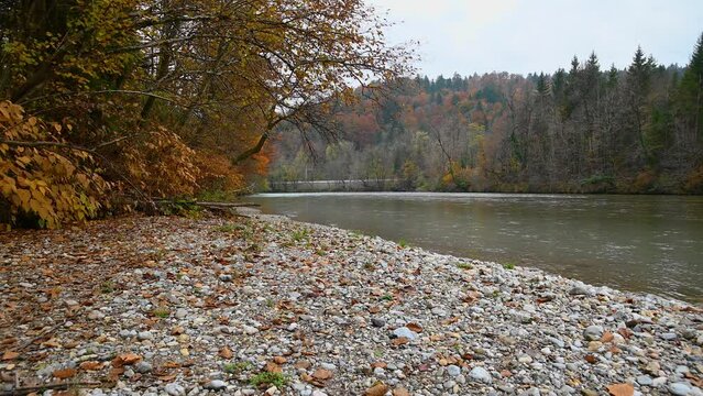 Sava River flowing downstream in pristine nature in Slovenia. River bank is covered with colorful trees. Autumn or fall season. Gravel shore. Static shot, real time, low angle