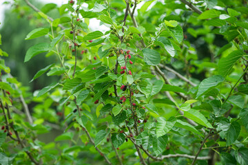 Mulberry tree with ripe mulberries green leaves