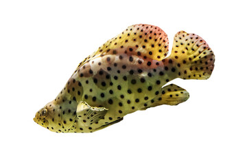 Humpback grouper or panther grouper with Yellow Tang surgeonfish, Zebrasoma flavescens isolated on white background. Cromileptes altivelis species living in Western Pacific Ocean.