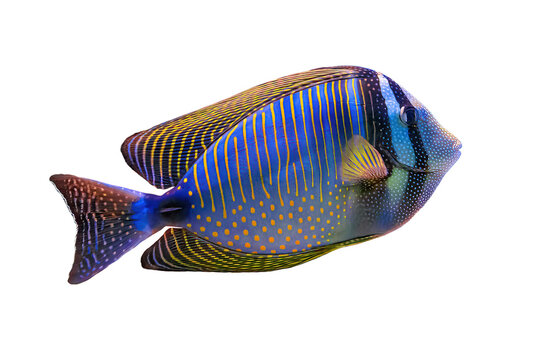 Red Sea sailfin tang isolated on white background. Family Acanthuridae from Red Sea in Egypt. Zebrasoma desjardinii living in Red Sea and Indian Ocean and South Africa. Desjardin's sailfin tang.
