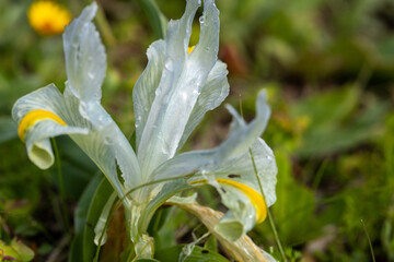 Iris palaestina or Iris palestina grow on a green meadow