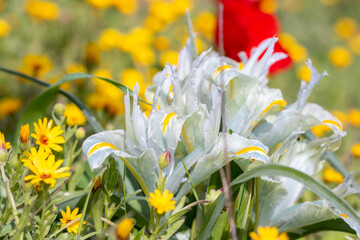 Iris palaestina or Iris palestina grow on a green meadow