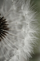 romantic white dandelion flower seed in springtime