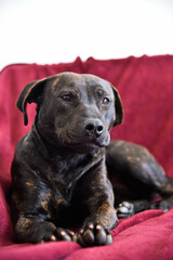American Stanford Terrier in a red background 