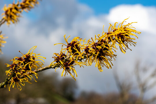 Hamamelis x Intermedia 'Barmstedt Gold' (witch hazel) a winter spring flowering tree shrub plant which has a highly fragrant springtime yellow flower and leafless when in bloom stock photo image