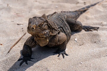 Iguana reptile on the sand